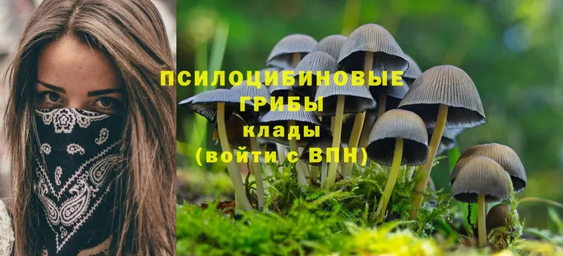 Галлюциногенные грибы Psilocybe  Солигалич 